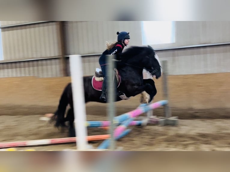 Cob Stute 10 Jahre 140 cm Brauner in Sligo