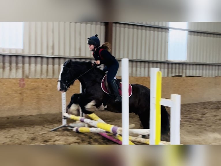 Cob Stute 10 Jahre 140 cm Brauner in Sligo