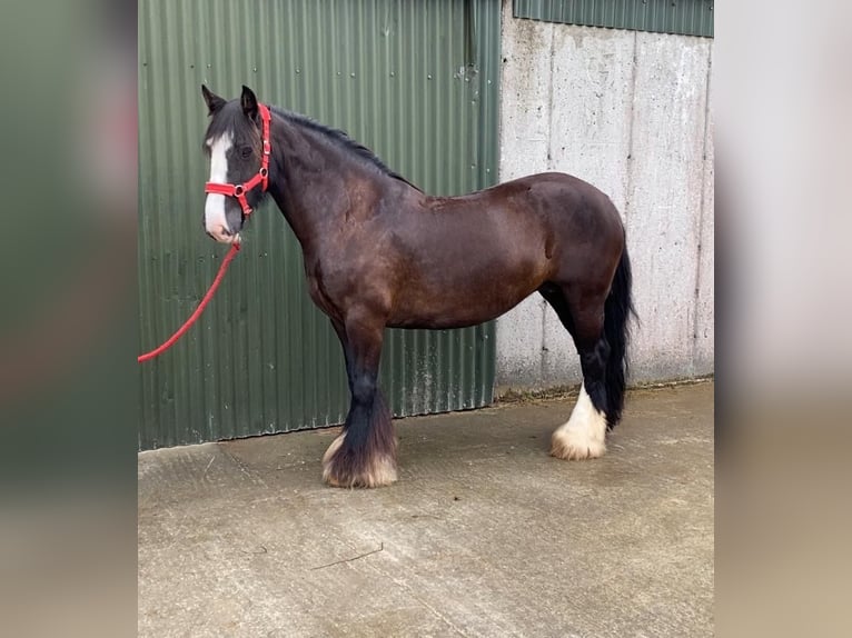 Cob Stute 10 Jahre 140 cm Brauner in Sligo