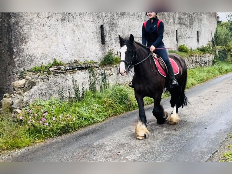 Cob Stute 10 Jahre 140 cm Brauner in Sligo