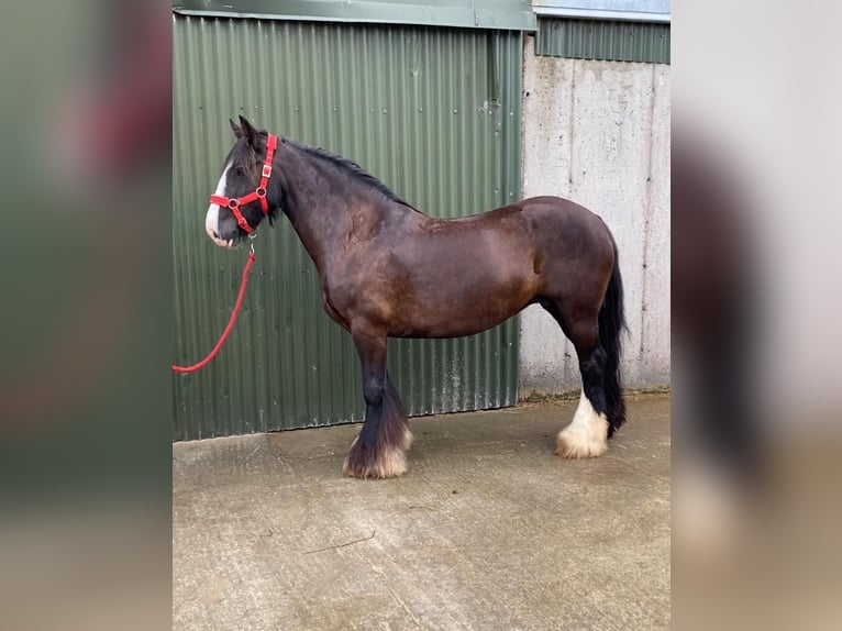 Cob Stute 10 Jahre 140 cm Brauner in Sligo