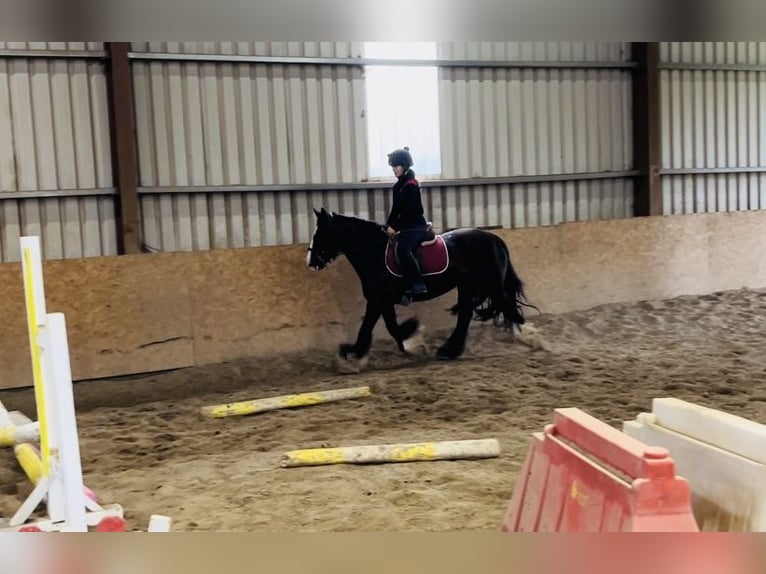 Cob Stute 10 Jahre 140 cm Brauner in Sligo