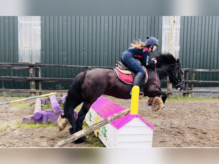 Cob Stute 10 Jahre 140 cm Brauner in Sligo
