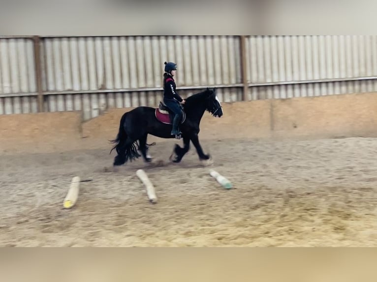 Cob Stute 10 Jahre 140 cm Brauner in Sligo