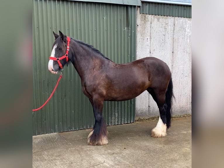 Cob Stute 10 Jahre 140 cm Brauner in Sligo