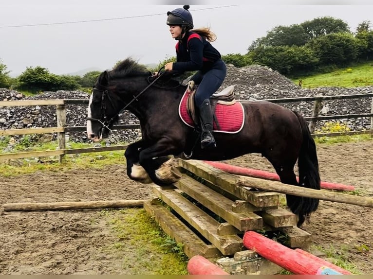 Cob Stute 10 Jahre 140 cm Brauner in Sligo