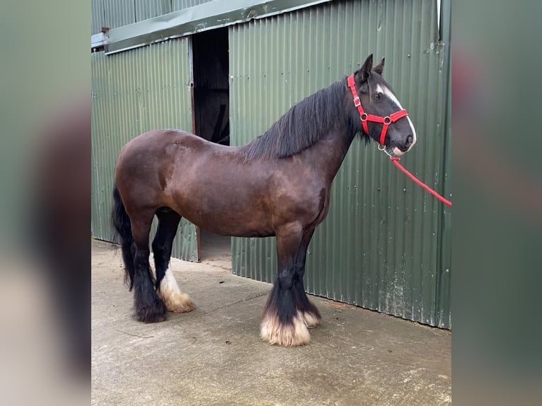 Cob Stute 10 Jahre 140 cm Brauner in Sligo
