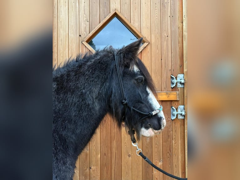 Cob Stute 11 Jahre 137 cm Roan-Blue in Eggerm&#xFC;hlen