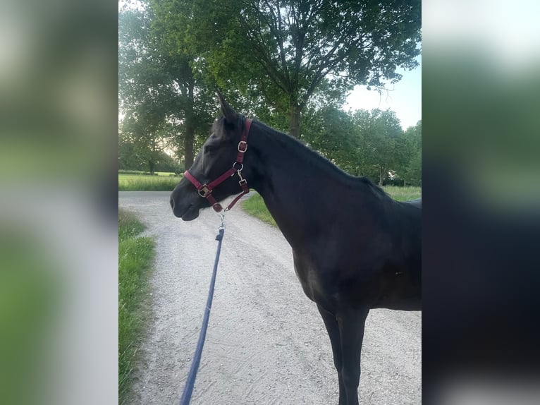 Cob Stute 11 Jahre 145 cm Rappe in Markelo