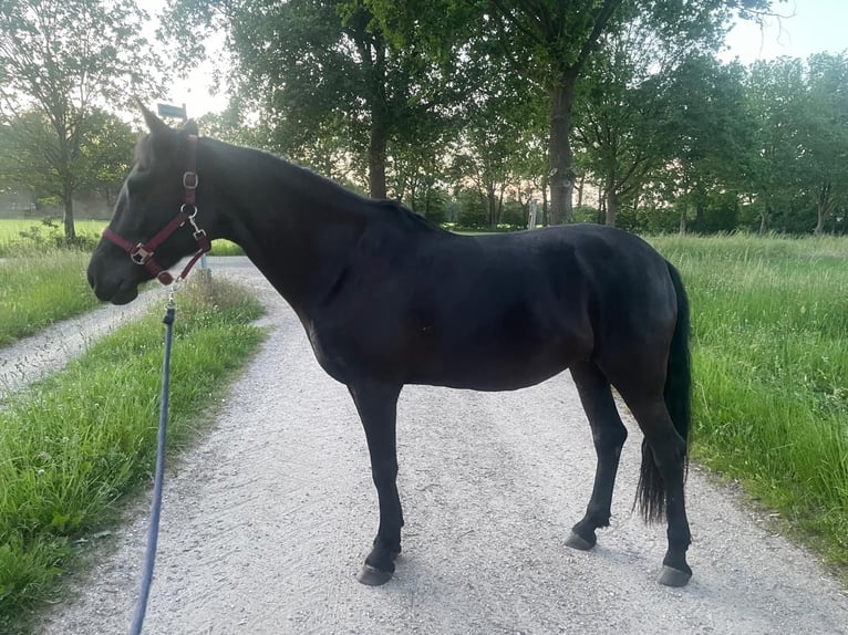 Cob Stute 11 Jahre 145 cm Rappe in Markelo