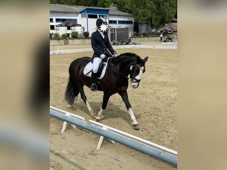 Cob Stute 11 Jahre 146 cm Rappe in Althaus