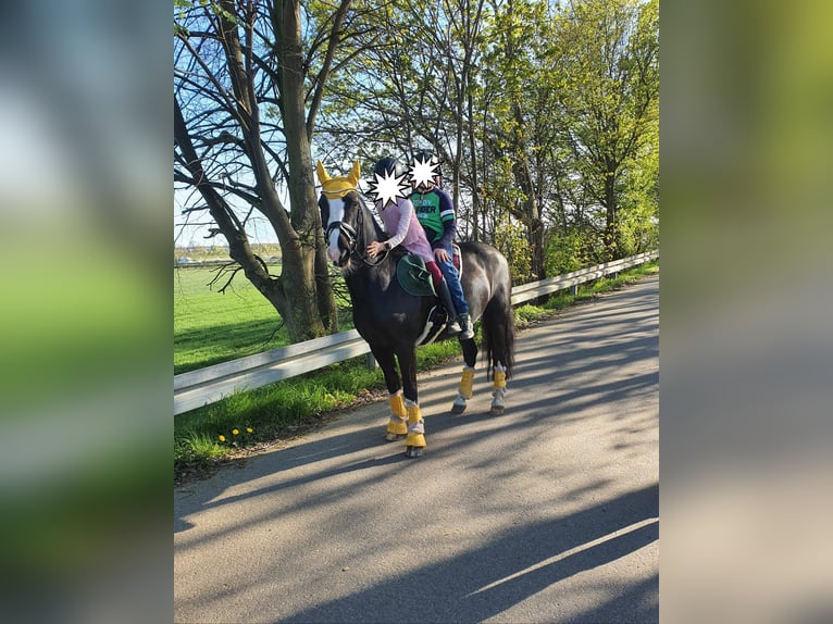 Cob Stute 11 Jahre 146 cm Rappe in Althaus