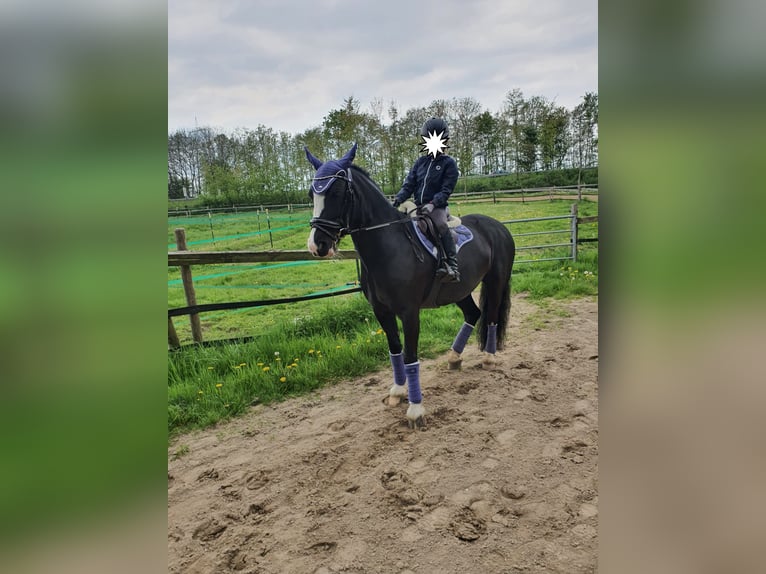 Cob Stute 11 Jahre 146 cm Rappe in Althaus