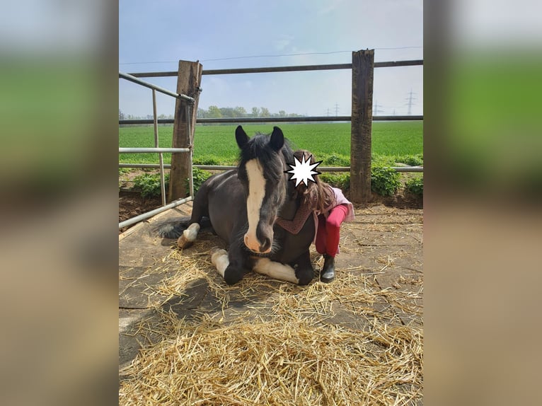 Cob Stute 11 Jahre 146 cm Rappe in Althaus