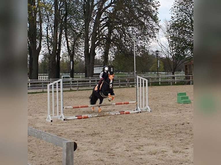 Cob Stute 11 Jahre 146 cm Rappe in Althaus