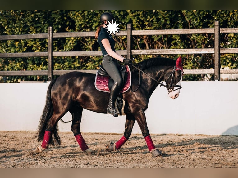 Cob Stute 11 Jahre 146 cm Rappe in Althaus