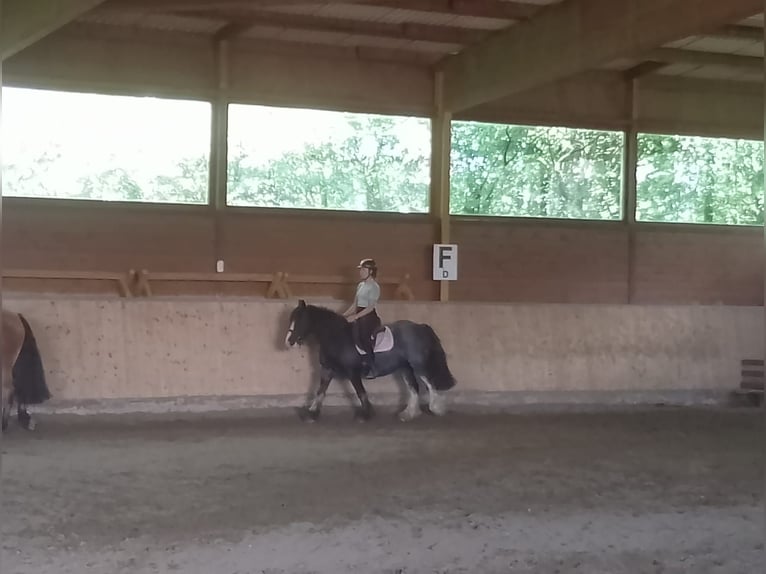Cob Stute 12 Jahre 137 cm Roan-Blue in Eggermühlen