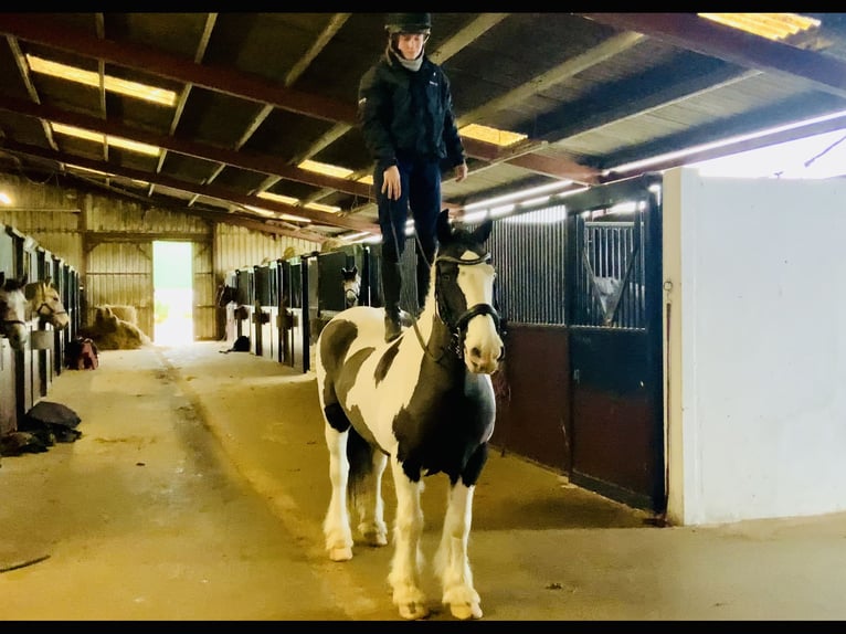 Cob Stute 12 Jahre 148 cm Schecke in Mountrath