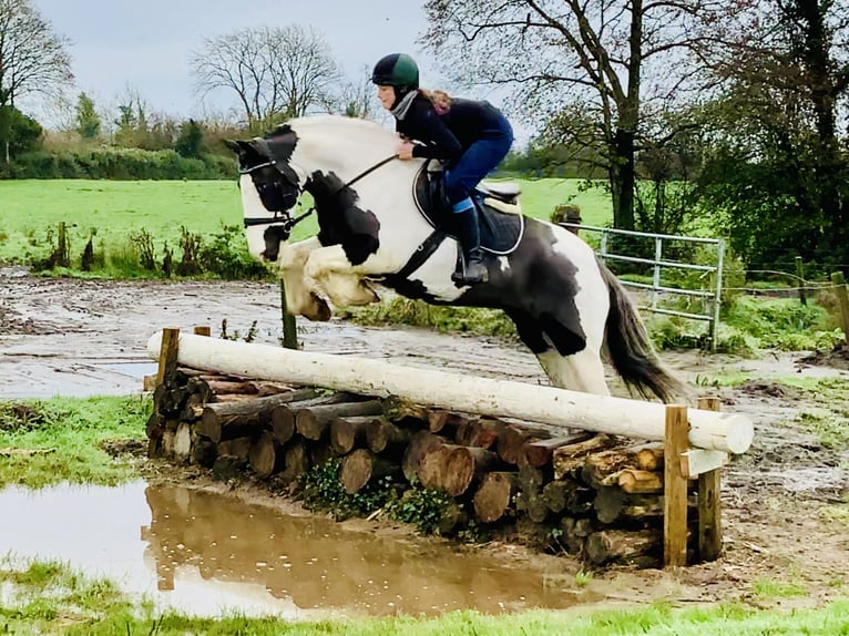 Cob Stute 12 Jahre 148 cm Schecke in Mountrath