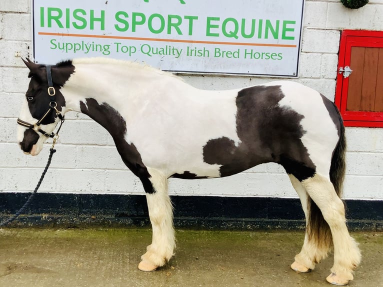 Cob Stute 12 Jahre 148 cm Schecke in Mountrath