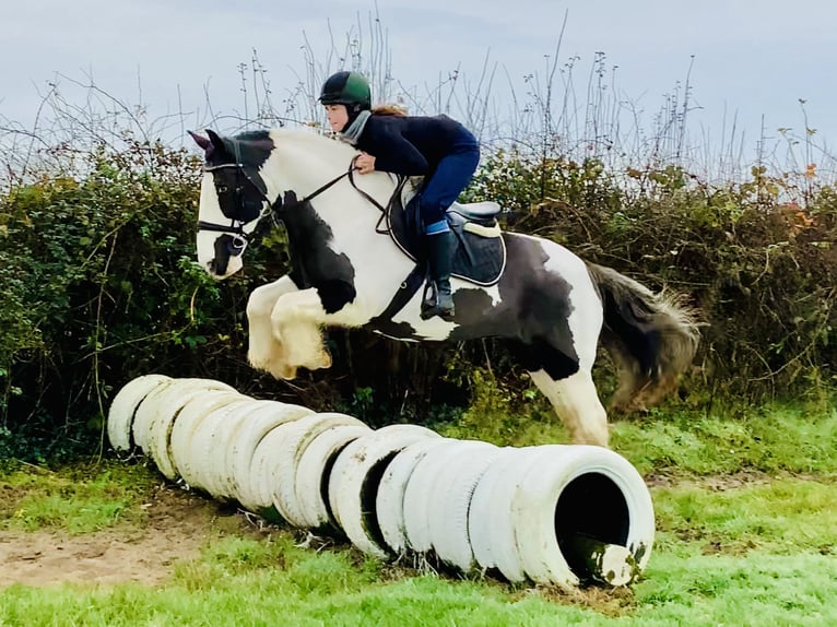 Cob Stute 12 Jahre 148 cm Schecke in Mountrath