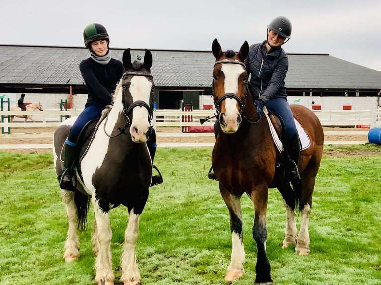 Cob Stute 12 Jahre 148 cm Schecke in Mountrath