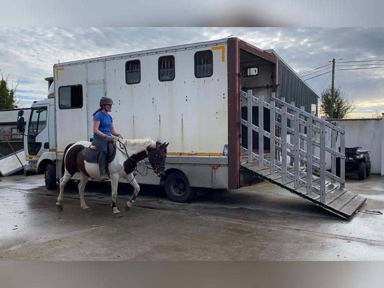 Cob Stute 12 Jahre 150 cm Schecke in Sligo