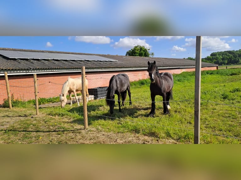 Cob Stute 14 Jahre 153 cm Rappe in ploegsteert