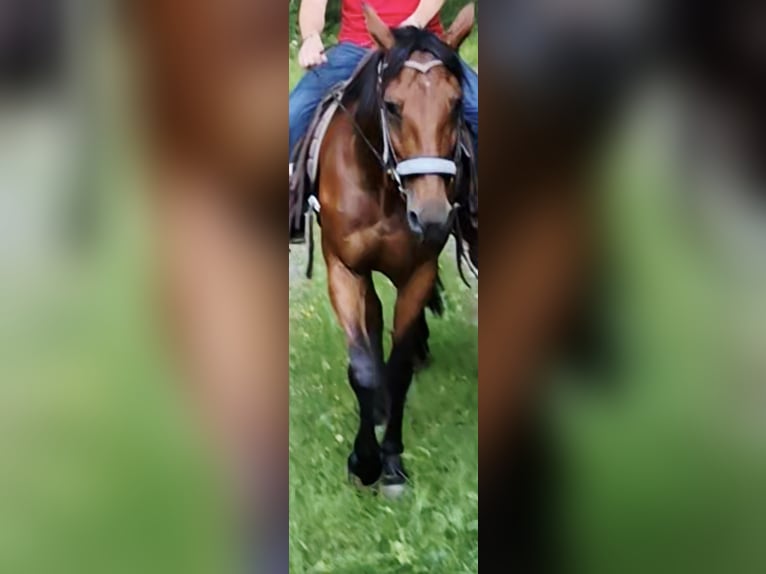 Cob Stute 14 Jahre 166 cm  in Egling