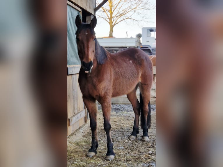 Cob Stute 14 Jahre 166 cm  in Egling