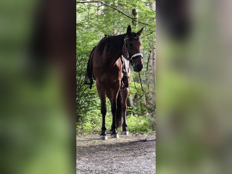Cob Stute 14 Jahre 166 cm  in Egling
