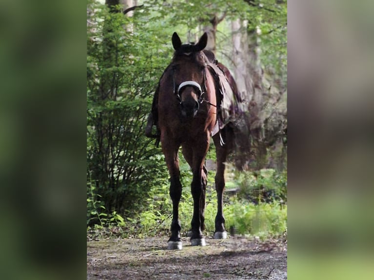 Cob Stute 14 Jahre 166 cm  in Egling