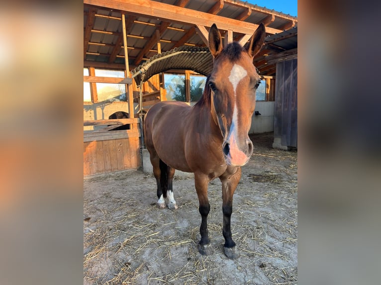 Cob Stute 15 Jahre 145 cm Brauner in Garsten