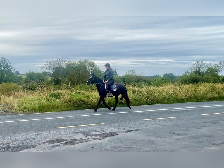 Cob Stute 15 Jahre 153 cm Rappe in Sligo