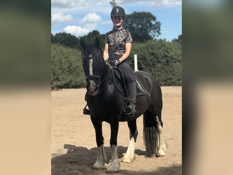 Cob Mix Stute 16 Jahre 148 cm Rappe in Trebbin