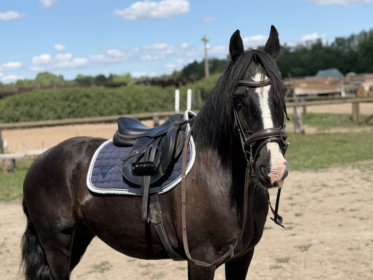 Cob Mix Stute 16 Jahre 148 cm Rappe in Trebbin
