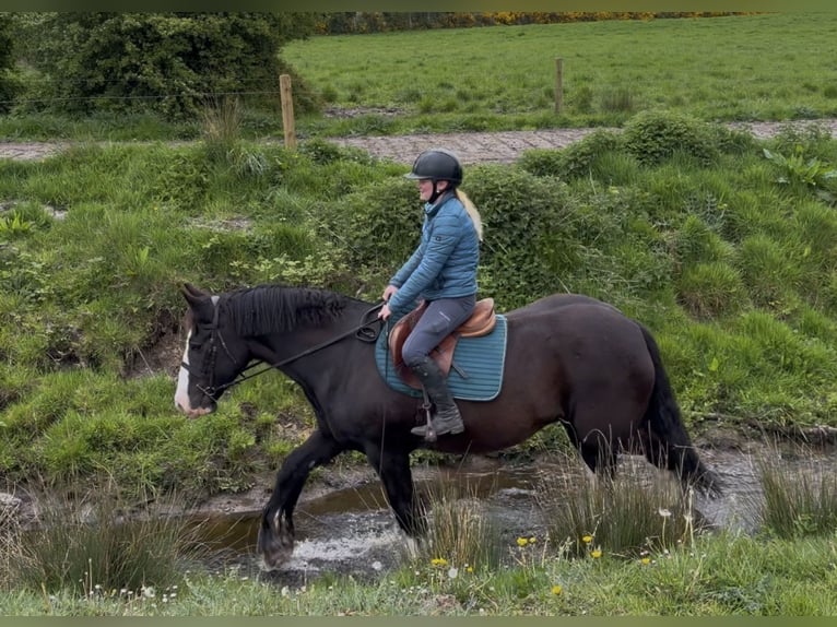 Cob Stute 16 Jahre 153 cm Rappe in Co laois