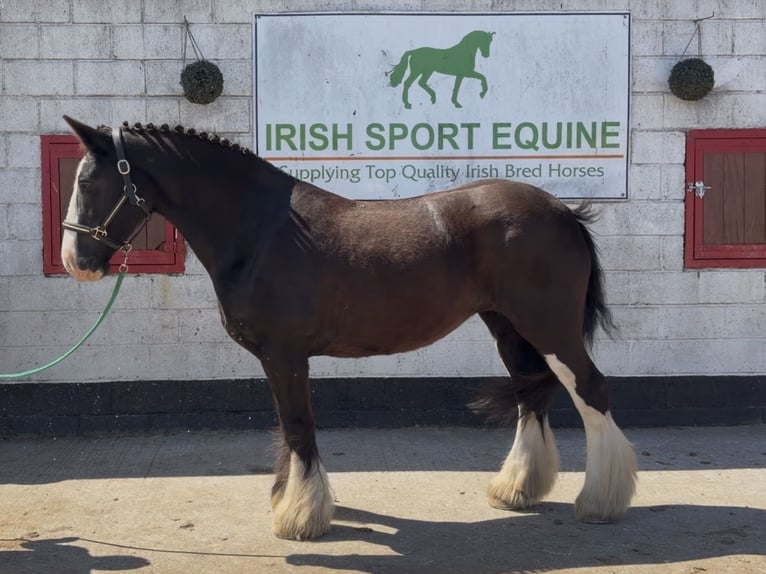 Cob Stute 16 Jahre 153 cm Rappe in Co laois