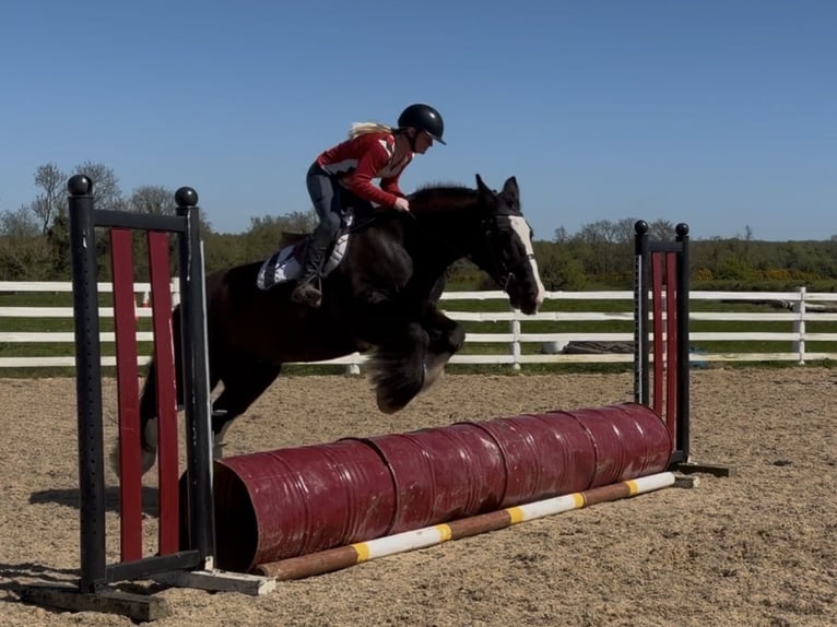 Cob Stute 16 Jahre 153 cm Rappe in Co laois