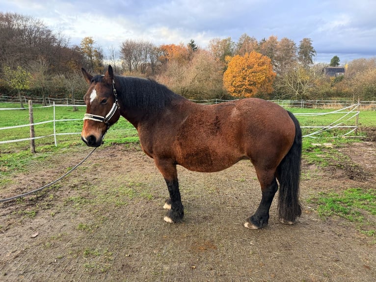 Cob Stute 17 Jahre 160 cm Dunkelbrauner in Hennef