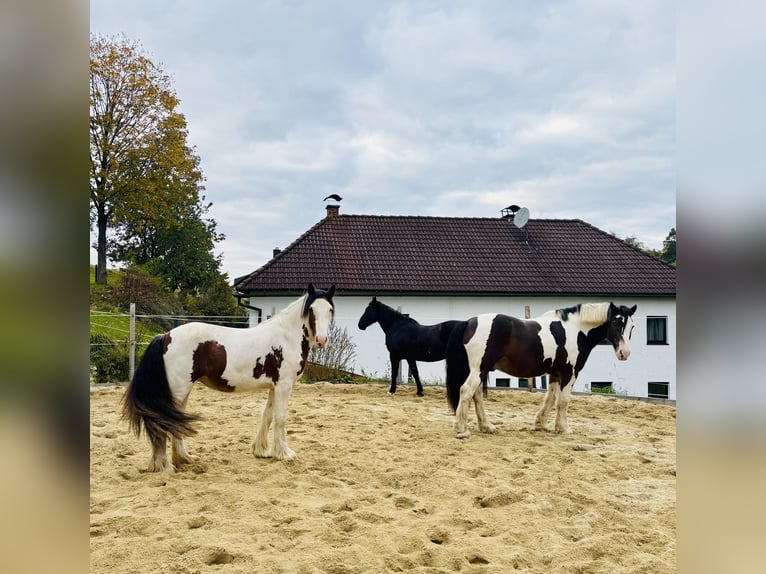 Cob Stute 2 Jahre 157 cm Tobiano-alle-Farben in Rainbach
