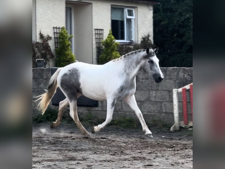 Cob Mix Stute 3 Jahre 148 cm White in Athenry