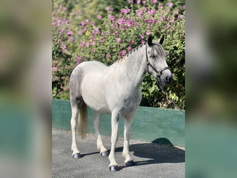 Cob Mix Stute 3 Jahre 148 cm White in Athenry