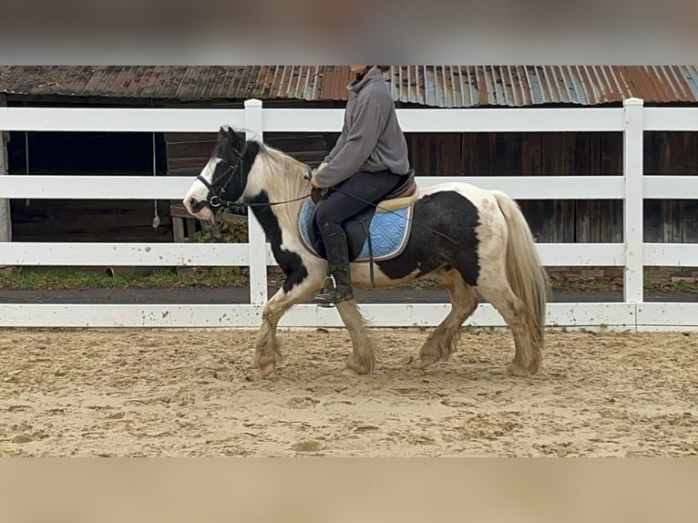 Cob Stute 4 Jahre 121 cm Schecke in Morsbach