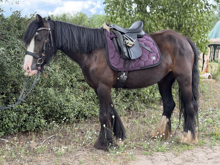 Cob Mix Stute 4 Jahre 127 cm Rappe in Trebbin