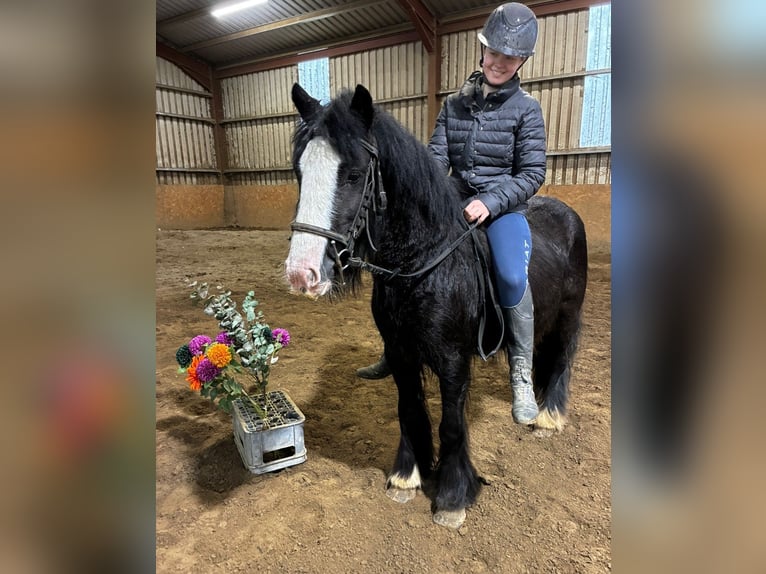 Cob Stute 4 Jahre 128 cm Rappe in Sligo