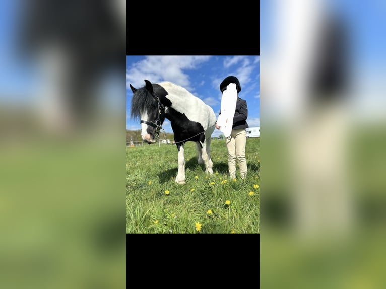 Cob Stute 4 Jahre 128 cm Tigerschecke in Derby