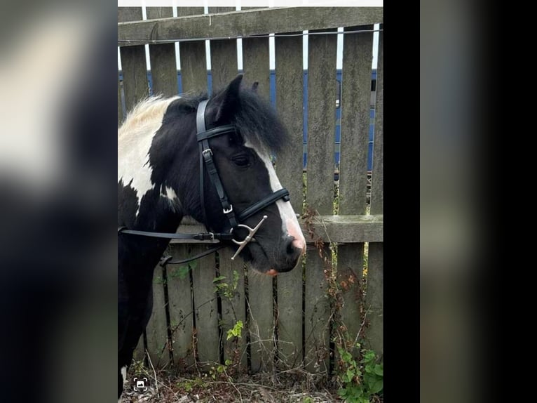 Cob Stute 4 Jahre 128 cm Tigerschecke in Derby