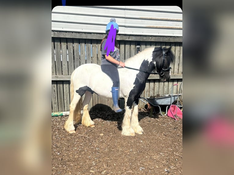Cob Stute 4 Jahre 128 cm Tigerschecke in Derby