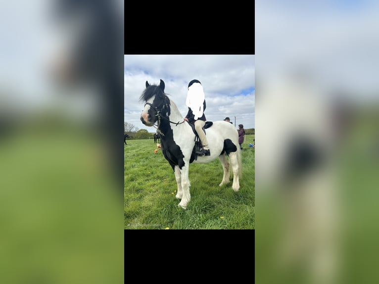 Cob Stute 4 Jahre 128 cm Tigerschecke in Derby